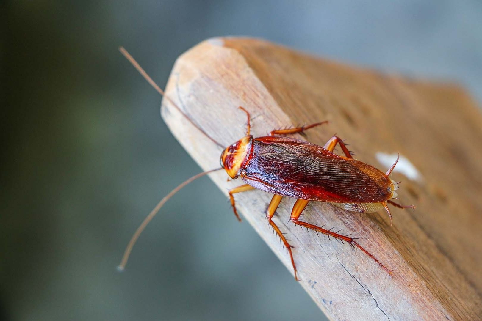 eliminar plaga de cucarachas en Madrid