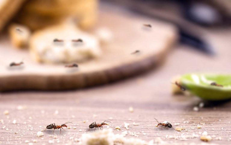 eliminar plaga de hormigas en Madrid