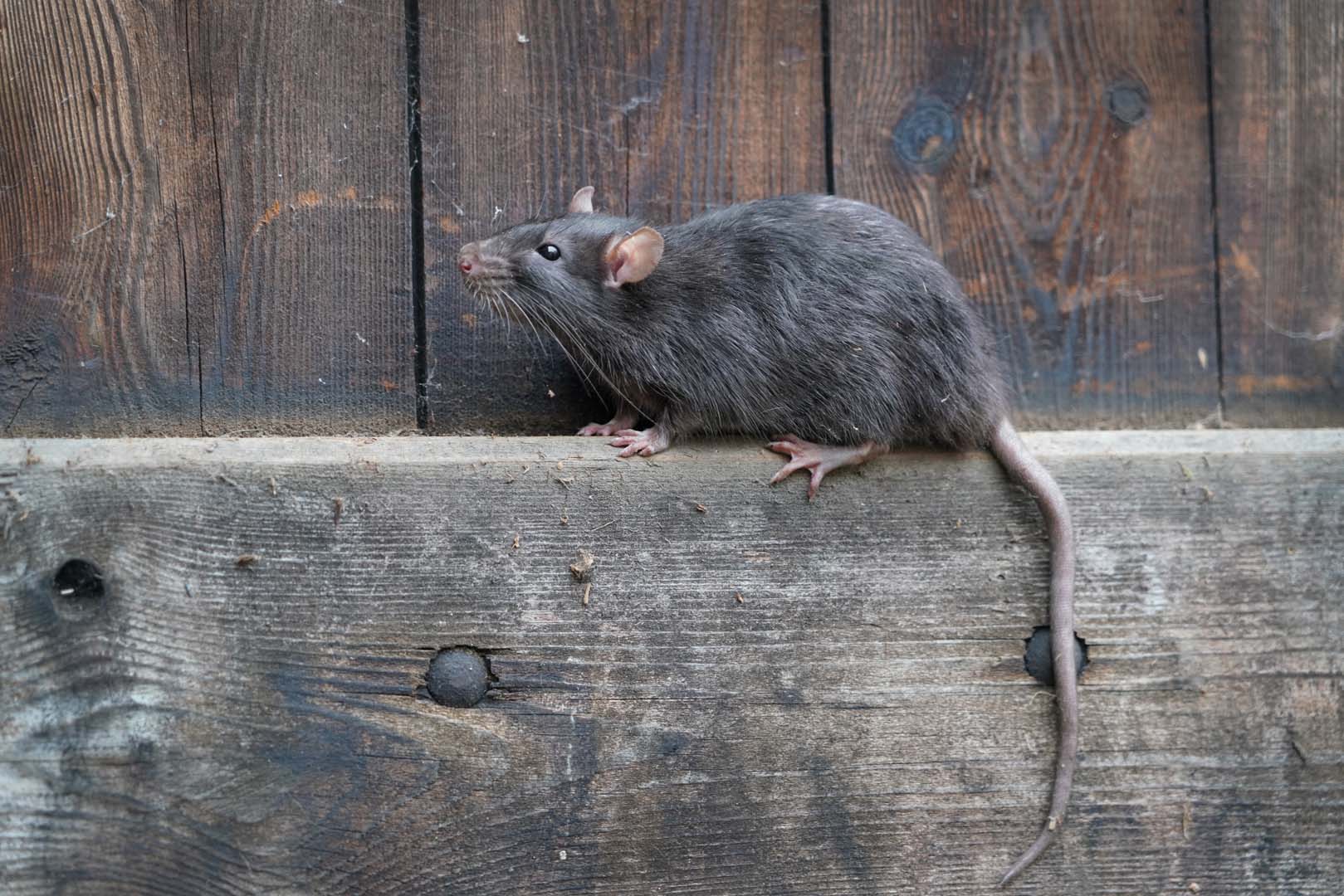 eliminar ratas Madrid