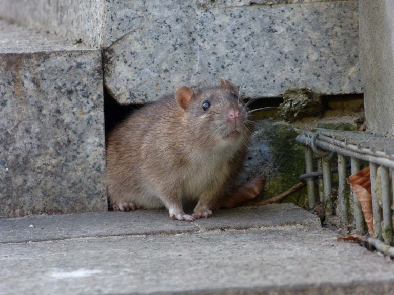 eliminar ratas en Madrid